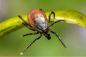 В Самарской области уже проснулись и кусаются клещи