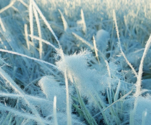 Ученый рассказал, ждать ли россиянам холодов в мае