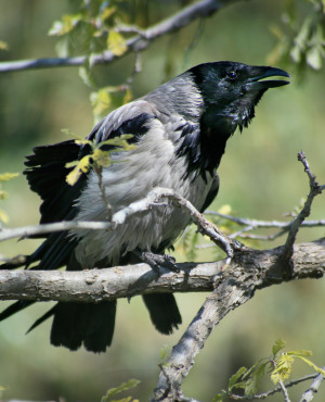 Россиян предупредили о штрафе за кормление ворон