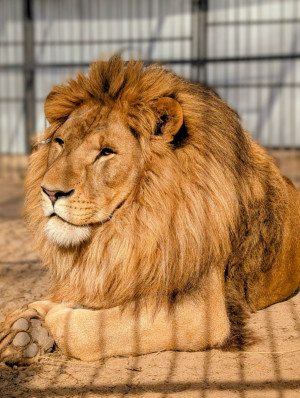 В самарском зоопарке отметят день рождения льва