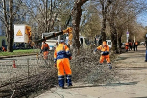 В апреле в Самаре высадят порядка 800 деревьев