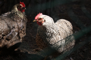 Жителям Самарской области рассказали о будущем Обшаровской птицефабрики