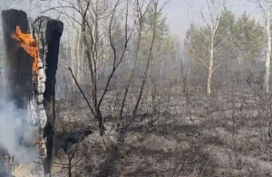 18 апреля Самарская область вновь подверглась атаке вражеских беспилотных летательных аппаратов. Как сообщил глава автограда, в обломок БПЛА упал в лес, он загорелся.