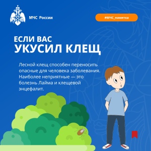 В период активности клещей следует быть максимально осторожными во время прогулок и соблюдать основные правила безопасности.