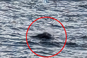 Два появления Лох-несского чудовища зафиксировали в Шотландии в марте 2026 года