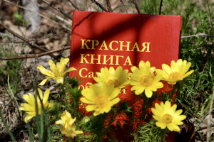 В Красную книгу региона занесены такие растения, как прострел раскрытый (сон-трава) и прострел луговой, желтоцвет весенний и волжский (известные как горицвет или адонис), нежные ветреницы алтайская и волжская, рябчик русский, тюльпаны Биберштейна и Шренка