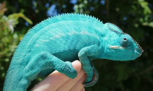 В Самарском зоопарке тематический день будет посвящен хамелеону