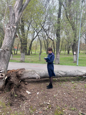 В Самаре возбуждено уголовное дело по факту падения дерева на детей, в результате которого погибла несовершеннолетняя девочка.
