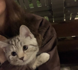 Законодательное собрание Санкт-Петербурга внесло в Госдуму законопроект о создании в России единого реестра домашних животных и их маркирования и регистрации в нем.