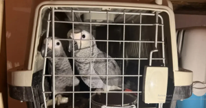 Самарской таможней возбуждено уголовное дело по ч.1 ст.226.1 УК РФ в отношении иностранца по факту контрабанды стратегически важных ресурсов дикой фауны, подпадающих под действия Конвенции СИТЕС в крупном размере.