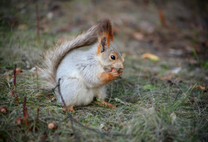 Без срочных действий рыжие белки исчезнут в Великобритании в течение 25 лет