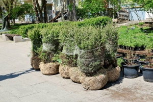 Более 30 тысяч растений украсят пешеходную улицу Самары Ленинградскую