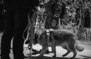 Сотрудники кинологических подразделений ИК-5 и ИК-10 УФСИН СО приняли участие в поисках 88-летней жительницы посёлка Красная Глинка, которая пропала 3 мая 2026 года.