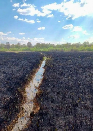 Лесопожарные силы минприроды региона за сутки ликвидировали два лесных пожара