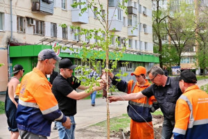 Более сотни берез и лип высадили на улицах Гагарина и Мориса Тореза в Самаре