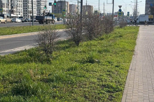 Самарцы пожаловались на высохшие кустарники вдоль Московского шоссе