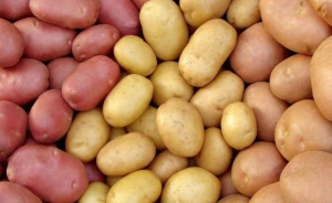 Самарские аграрии получат отечественные семена в рамках агроконтрактов