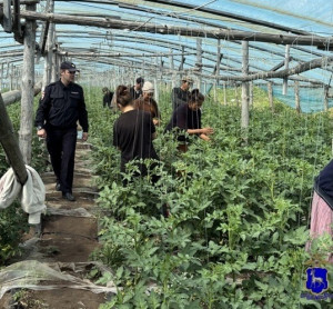 В теплицах Кинельского района работали 24 мигранта без необходимых разрешительных документов