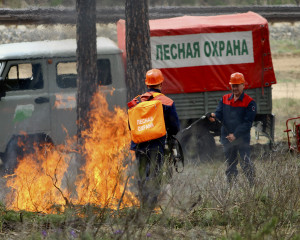 В Самарской области количество лесных пожаров сократилось почти в 3 раза