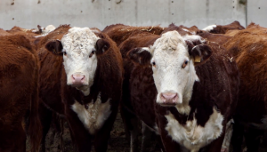 «Самарские распределительные сети» подключили к сетям объект животноводства