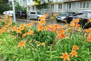 Более 2280 жителей Самары присоединились к городской акции по озеленению «Цветущий май»