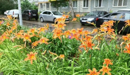 Более 2280 жителей Самары присоединились к городской акции по озеленению «Цветущий май»