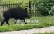 Около самарской школы бегал кабан