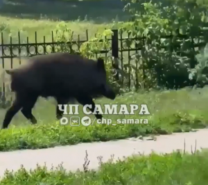 Около самарской школы бегал кабан