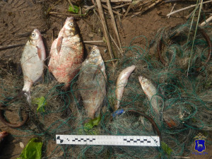 В Безенчукском районе задержали браконьера