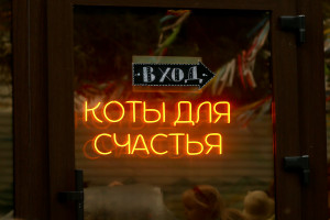 В Самаре проходит Котофест: сегодня второй день!