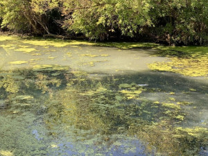 Стали известны результаты анализа воды на водоеме в Самарской области, где погибла рыба