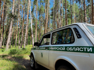 Зафиксировано 3 случая захламления лесосек порубочными остатками в Кинель-Черкасском, Рачейском и Шенталинском лесничествах.