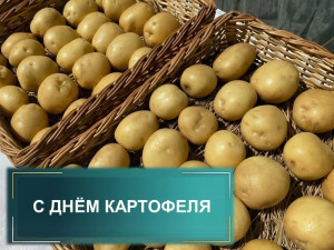 Для Самарской области картофелеводство — традиционная и стратегически значимая отрасль растениеводства. Она обеспечивает продовольственную безопасность региона, развитие сельских территорий и укрепление агропромышленного комплекса.