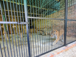 Сегодня в самарском зоопарке отметили День амурского тигра