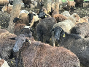 «Агростартап» помог молодому человеку закупить более 300 ярок эдильбаевской породы овец. После того как они окотились, поголовье на ферме выросло в два раза.