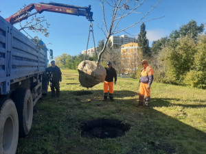 Сегодня на Московском шоссе в Самаре высадили первые 11 каштанов.