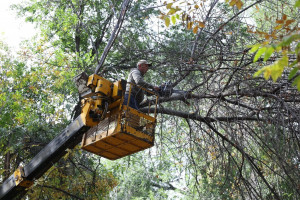 Всего до конца года в Самаре будет убрано порядка 1300 сухостойных деревьев, на эти цели из городского бюджета выделено 3 миллиона рублей.