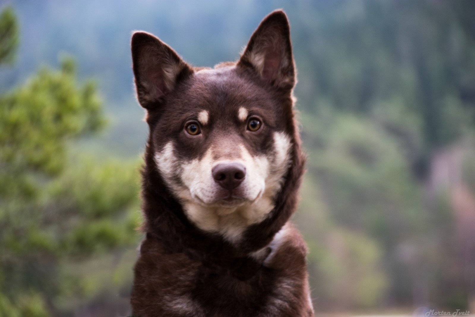характер породы собаки лопарская оленегонная собака