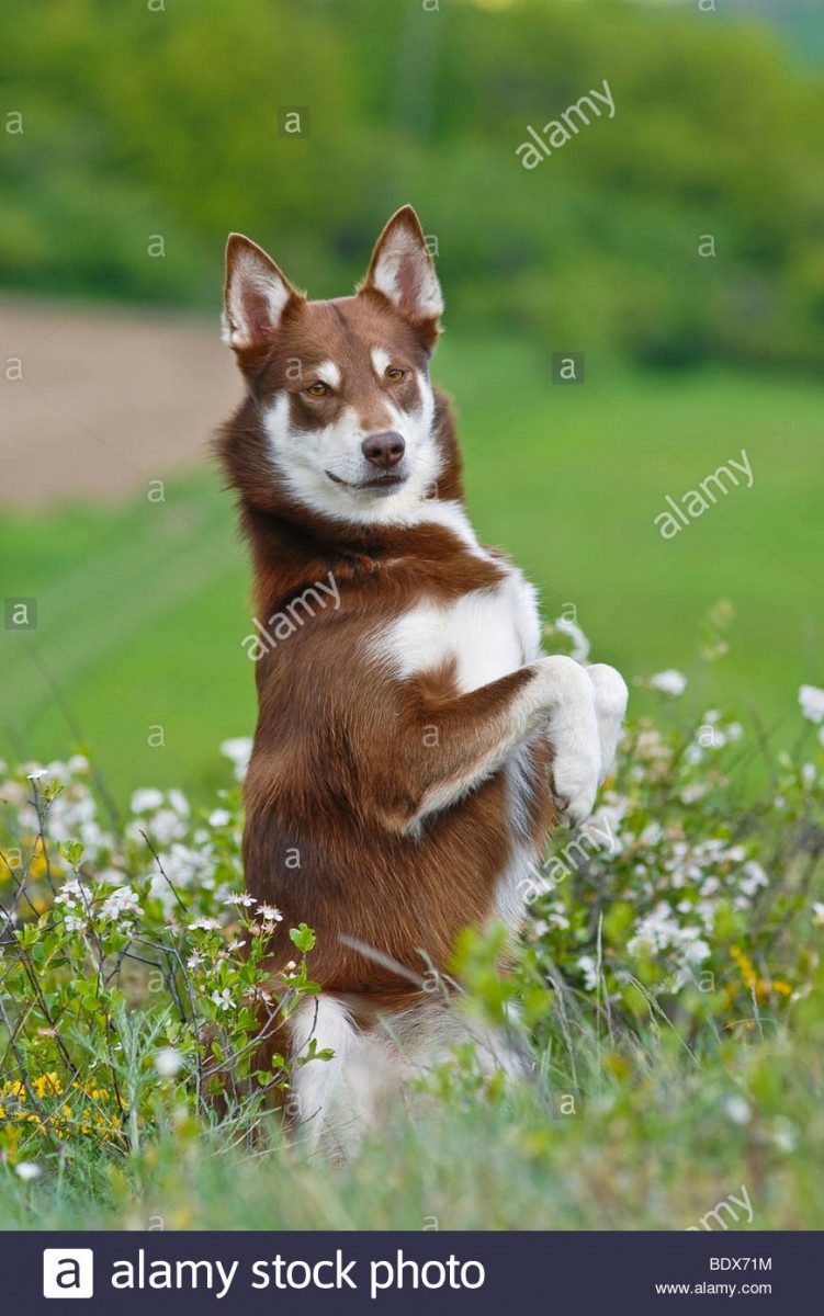 фото собаки породы лопарская оленегонная собака