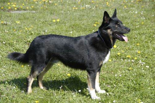 порода собаки лопарская оленегонная собака