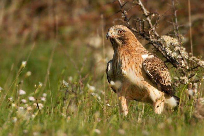 Орёл-карлик фото (Aquila pennata)