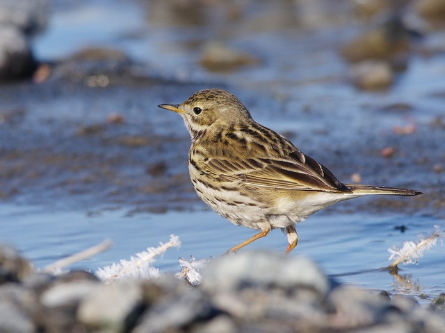 Краснозобый конёк (Anthus cervinus)