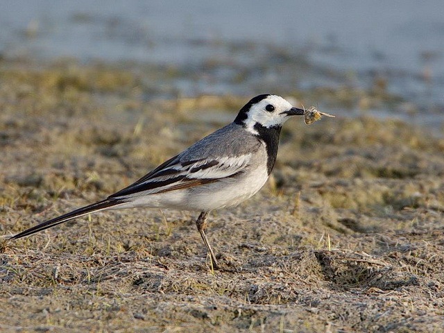 Белая трясогузка фото (Motacilla alba)