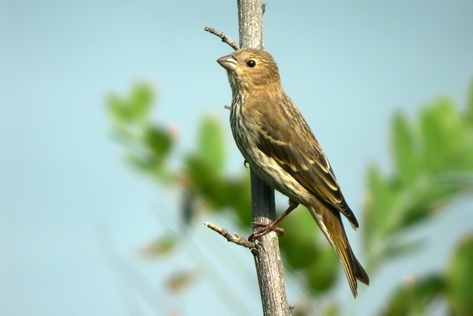 Обыкновенная чечевица фото (Carpodacus erythrinus)