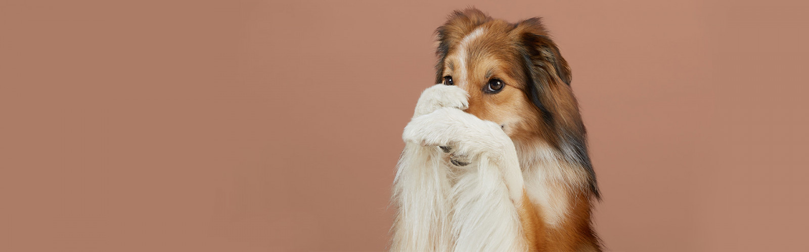 Питание взрослой собаки